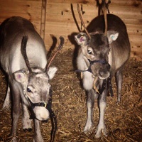 Live reindeer at Littledown Farm Christmas Trees -